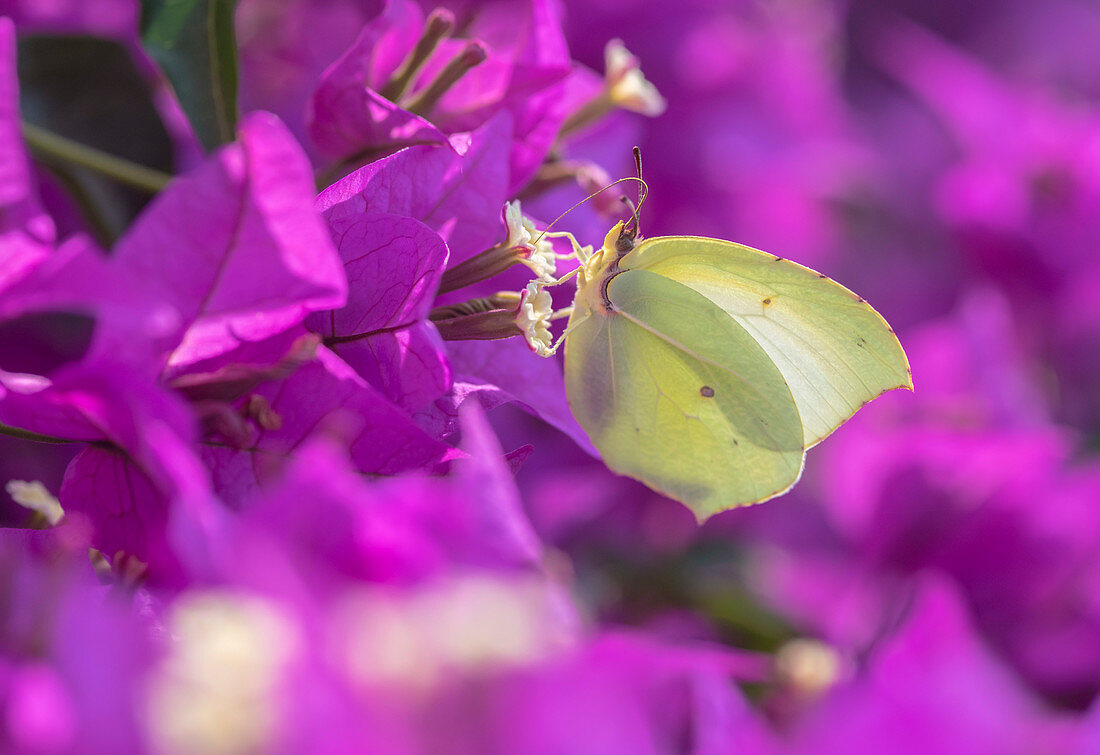 Common brimstone (Gonepteryx rhamni ) on Bougainvillea. Calonge, Spain. Commonly found across Europe, Asia, and North Africa.