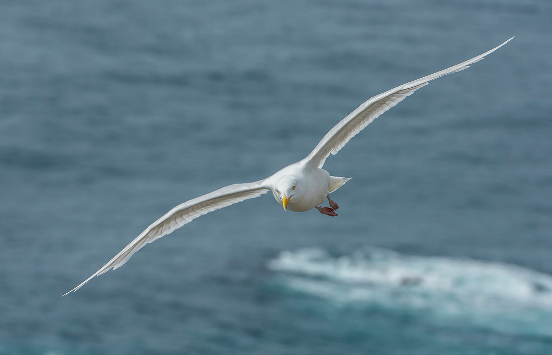 Black-legged kittiwake (Rissa tridactyla) Flying. Latrabjarg, Westfjords, Iceland. North Pacific and north Atlantic oceans, found most commonly in North America and Europe.