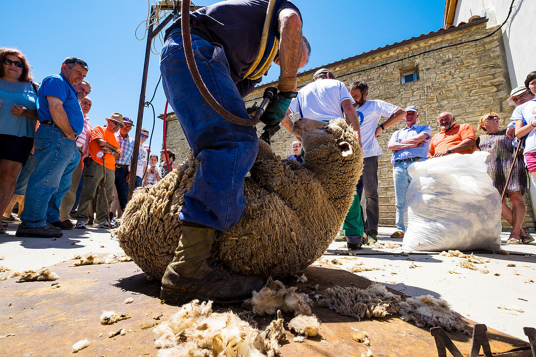 Trasquila a sheep after traveling a transhumance road through the province of Soria in Spain