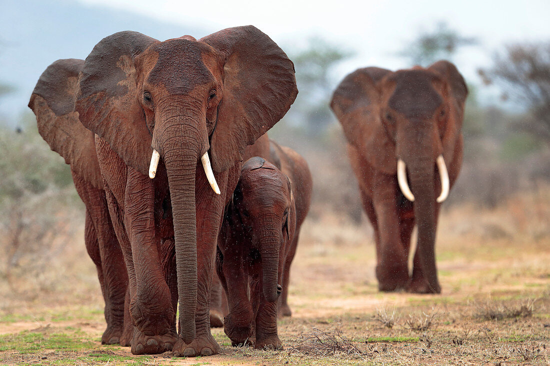 Afrikanischer Elefant (Elephantidae), Samburu, Samburu-Nationalreservat, Kenia, Afrika