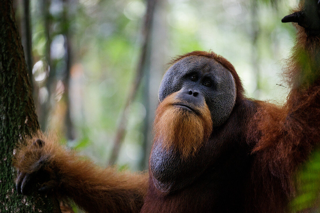 Male Sumatran orangutan (Pongo abelii) in Bukit Lawang, Indonesia.