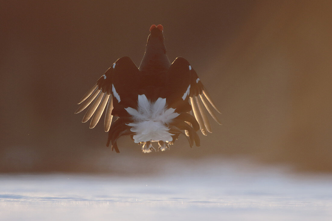 Schwarzes Birkhuhn (Tetrao tetrix), Finnland, Europa