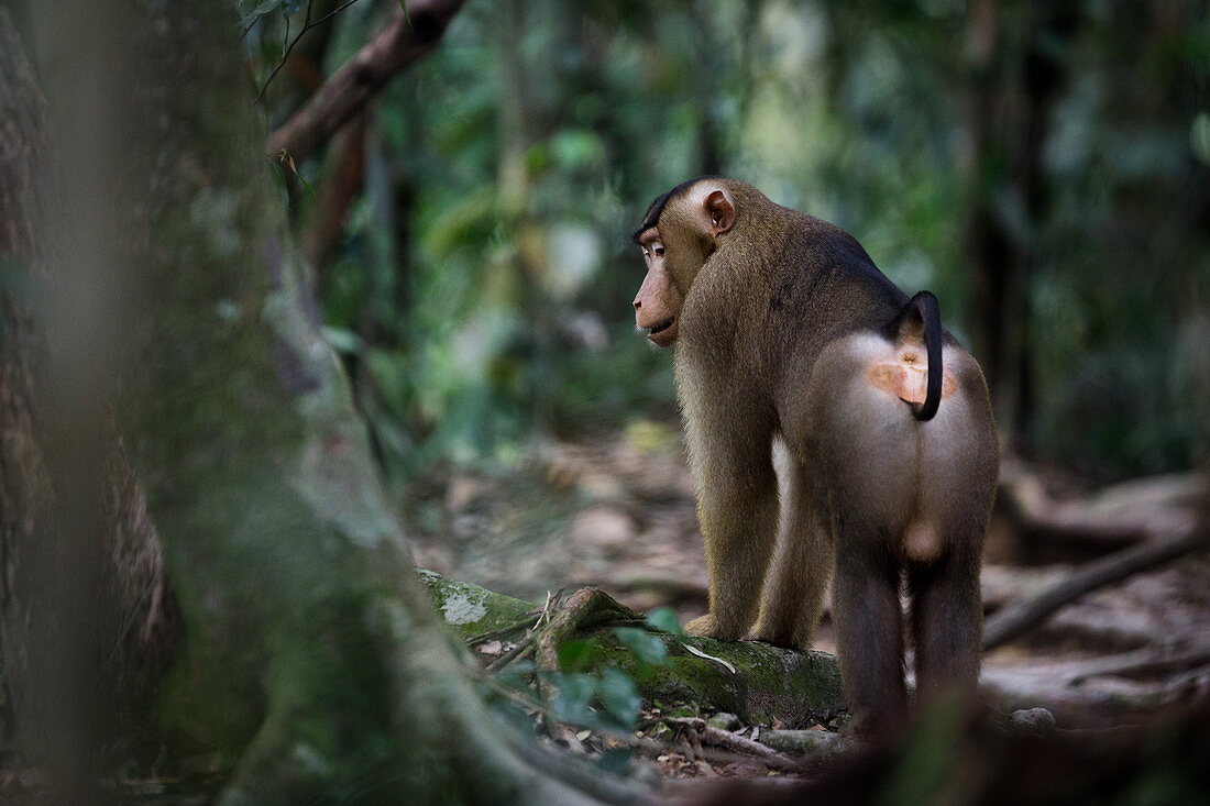 Südlicher Schweinsaffe (Macaca nemestrina) im Regenwald in Bukit Lawang, Indonesien