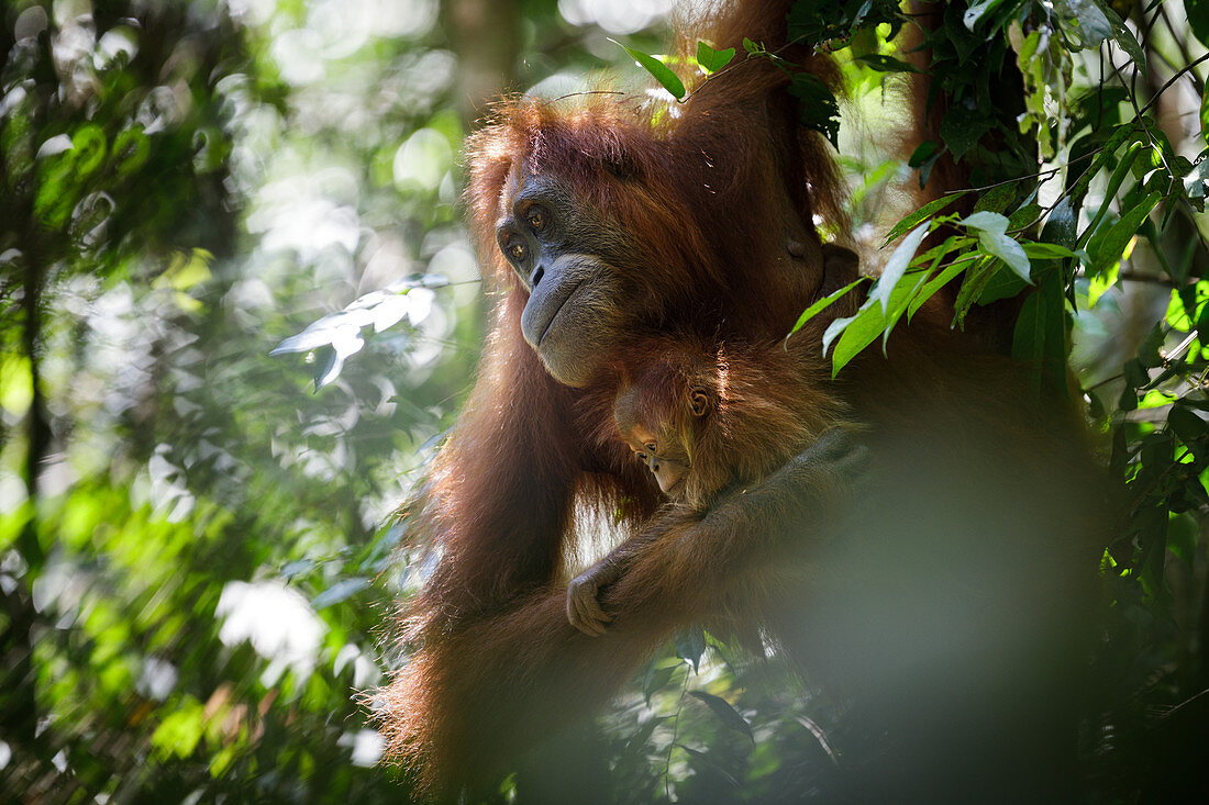 Sumatran orangutan (Pongo abelii) mother and infant moving through the rainforest in Bukit Lawang, Indonesia.