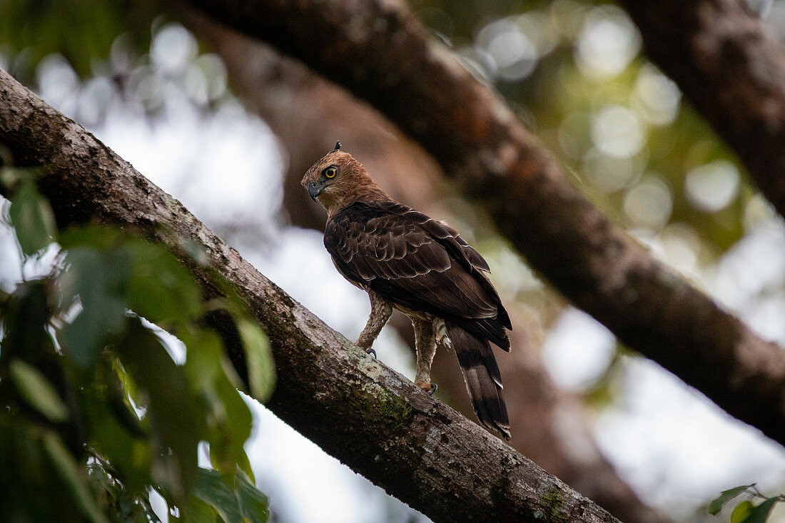 Wallaces Falkenadler (Nisaetus nanus) auf einem Ast sitzend, Nahaufnahme, Borneo, Sepilok, Malaysia