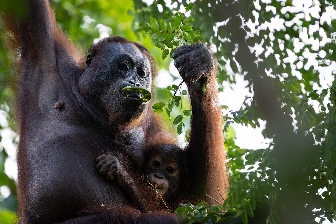 Bornean orangutan (Pongo pygmaeus) mother and infant eating together in Sepilok, Malaysia.