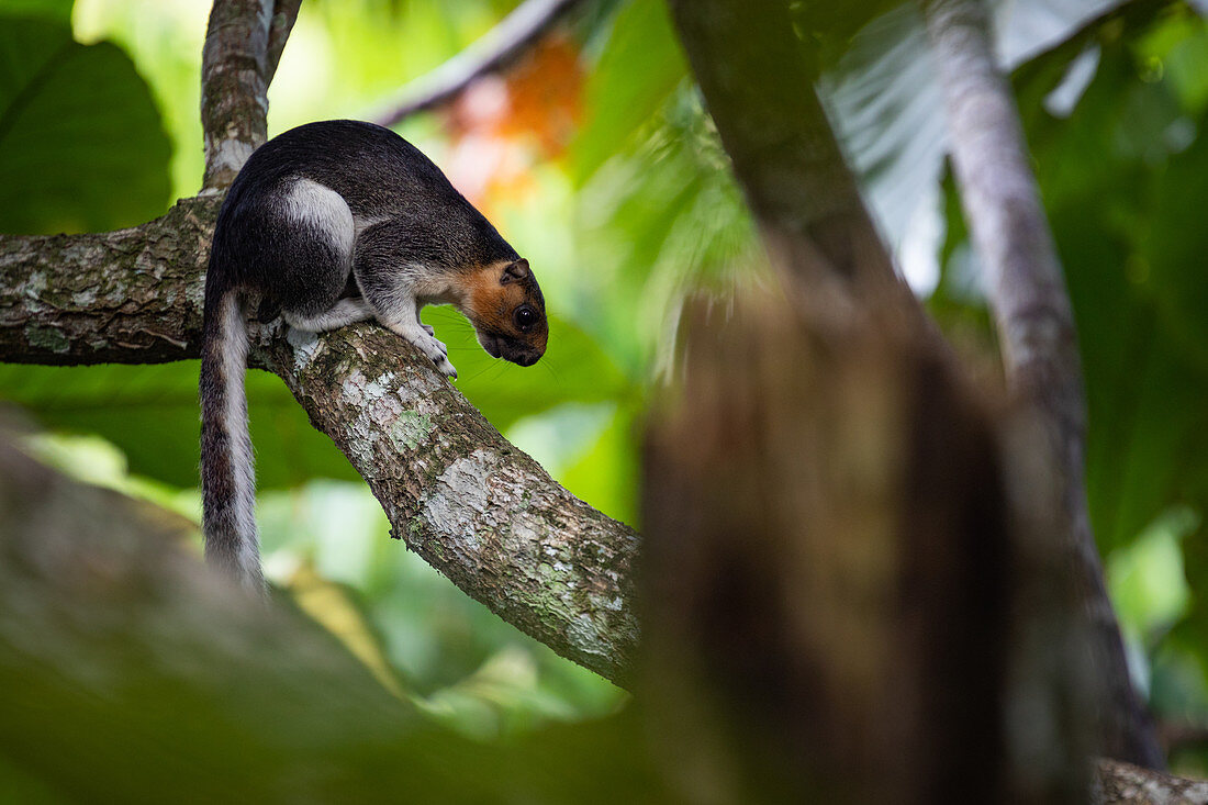 Zwei cremefarbene, blasse Riesenhörnchen (Ratufa affinis) auf einem Ast in Borneo, Sepilok, Malaysia