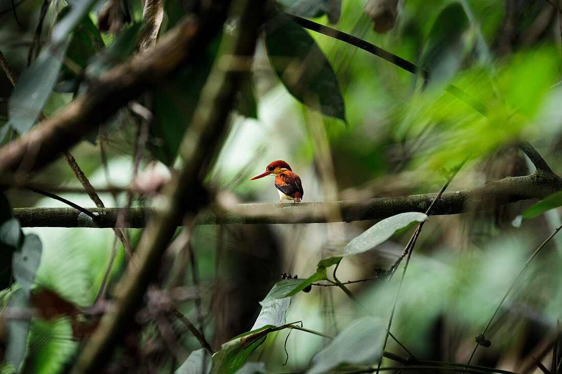 Rufous-backed kingfisher (Ceyx erithaca) perched on a tree branch in Sumatra.