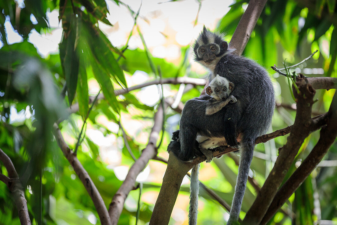 Thomas-Langur (Presbytis thomasi) Säugling und Mutter, Bukit Lawang, Indonesien