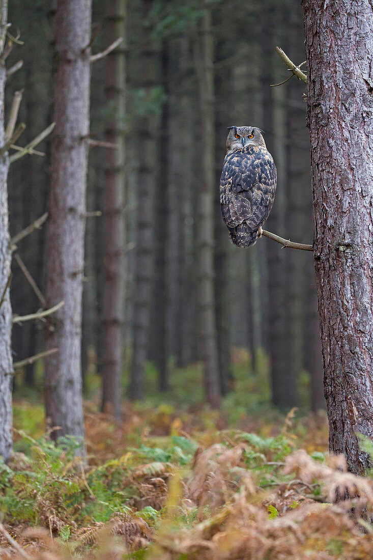 Eurasian Eagle Owl (Bubo bubo) adult perched on branch in pine forest, Suffolk, England, November, controlled subject