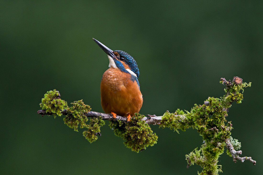 Common Kingfisher (Alcedo atthis) adult male perched on mossy branch, Suffolk, England, July