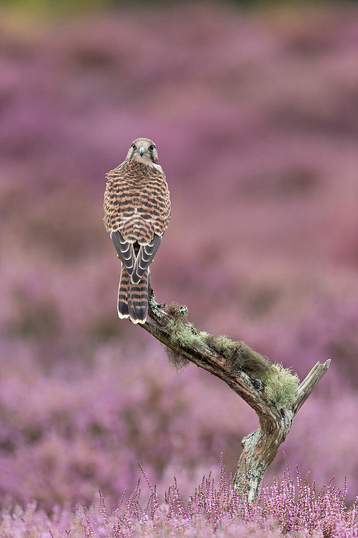 Turmfalke (Falco tinnunculus) unreif, auf einem Zweig unter blühendem Heidekraut sitzend, Suffolk, England, August, kontrolliertes Subjekt
