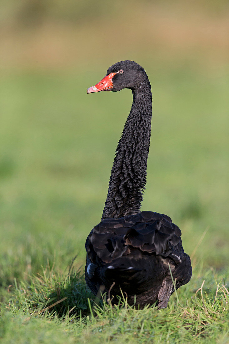 Trauerschwan (Cygnus atratus), eingeführte Art, Erwachsene stehen auf Grasland, Suffolk, England, Juli