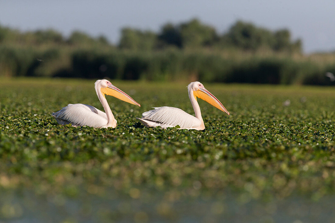 Great White Pelican (Pelecanus onocrotalus) 2 breeding plumage adults, swimming amongst aquatic vegetation, Danube Delta, Romania, June
