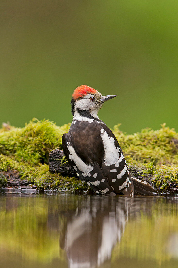 Middle Spotted Woodpecker (Dendrocopos medius) adult perched on edge of woodland pool, Debrecen, Hungary, May