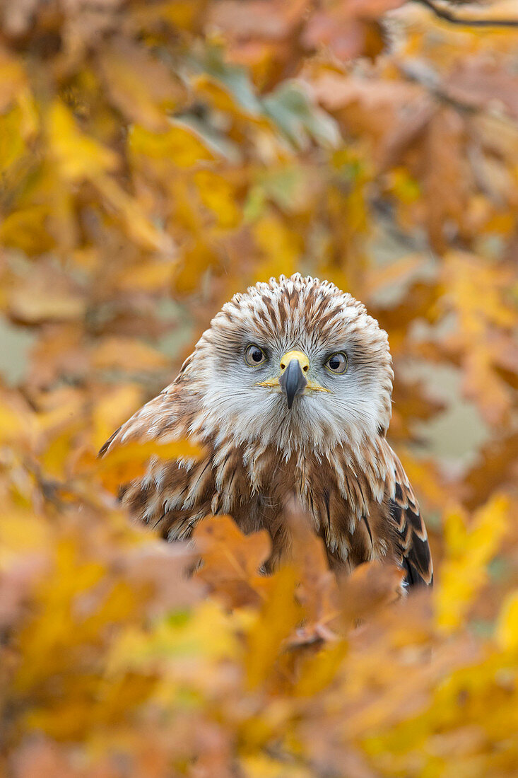 Rotmilan (Milvus milvus), unreif, sitzt zwischen Herbstlaub, Suffolk, England, November, kontrolliertes Subjekt