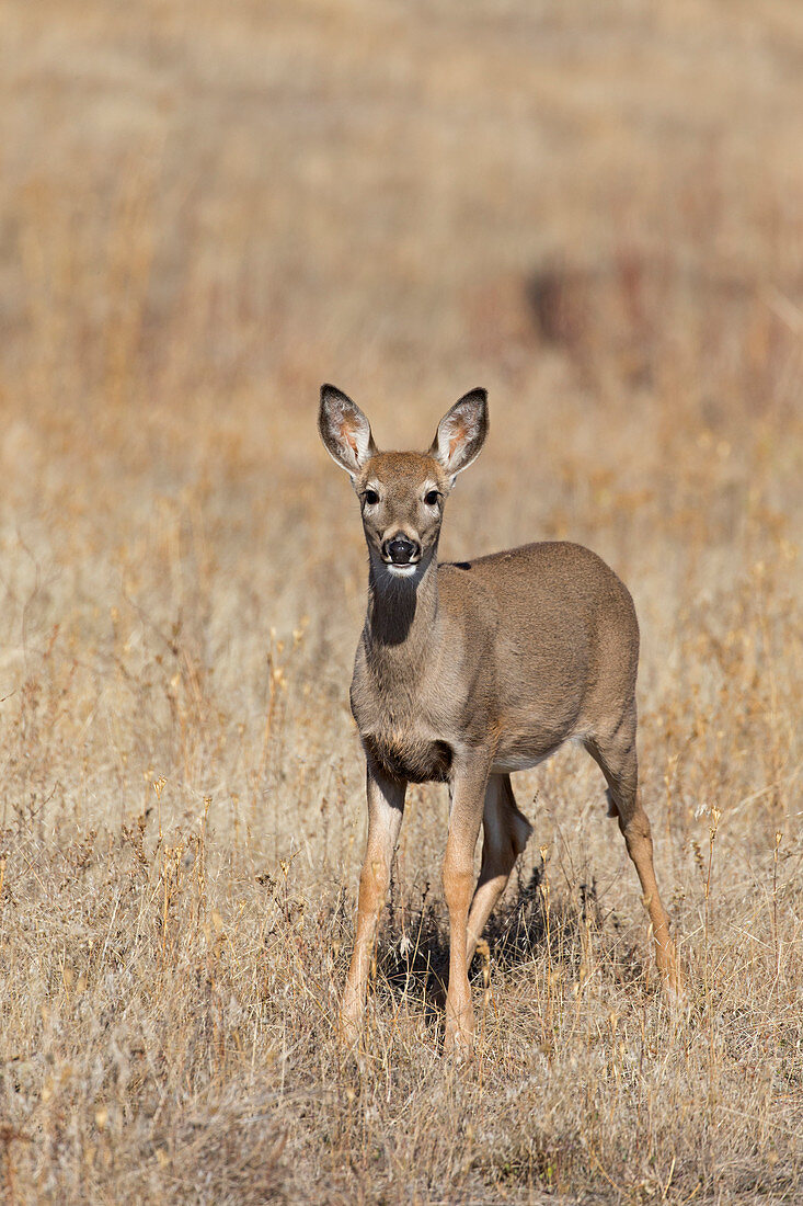 Weißwedelhirsch (Odocoileus virginianus), Weibchen steht im Grasland, National Bison Range, Montana, USA, Oktober