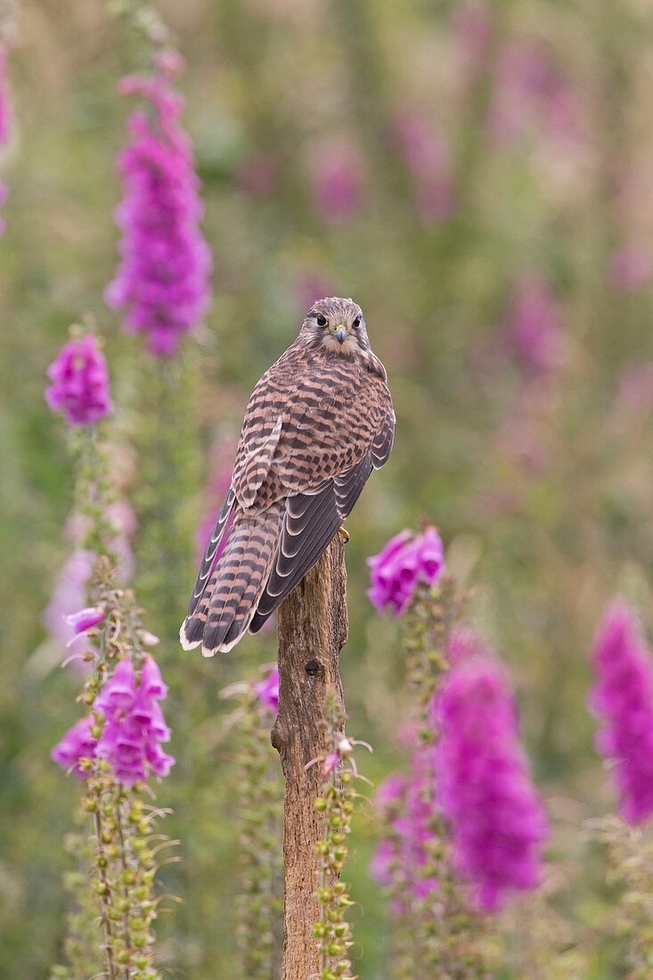 Turmfalke (Falco tinnunculus) unreif, auf dem Pfosten neben Fingerhutblüten (Digitalis purpuera), Suffolk, England, Juli, kontrolliertes Subjekt