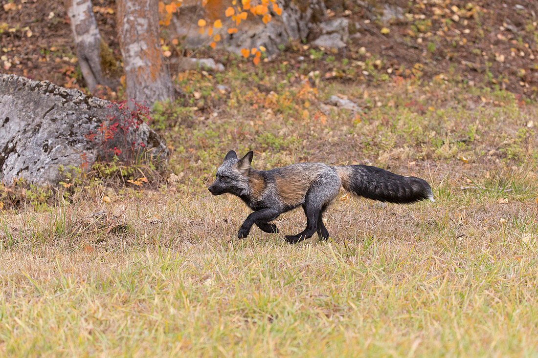 Red Fox (Vulpes vulpes) cross fox variation, adult running on grassland at base of rocky hillside, Montana, USA, October, controlled subject