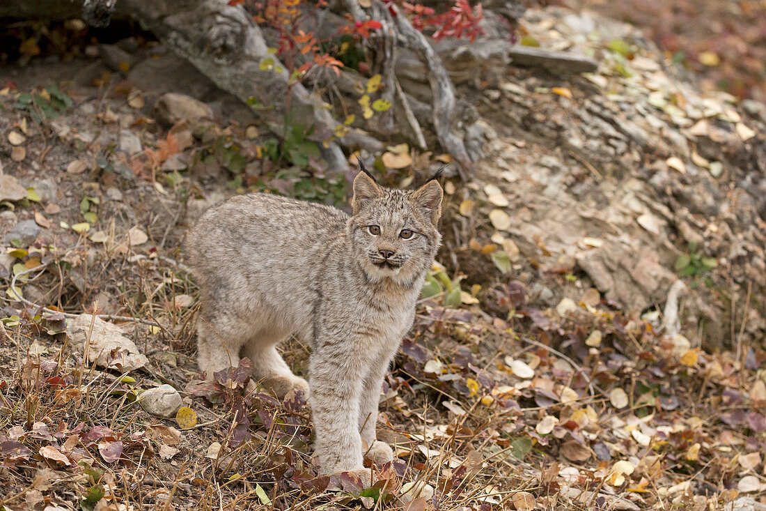 Canadian Lynx (Lynx canadensis) cub standing at entrance to den under fallen tree, Montana, USA, October, controlled subject