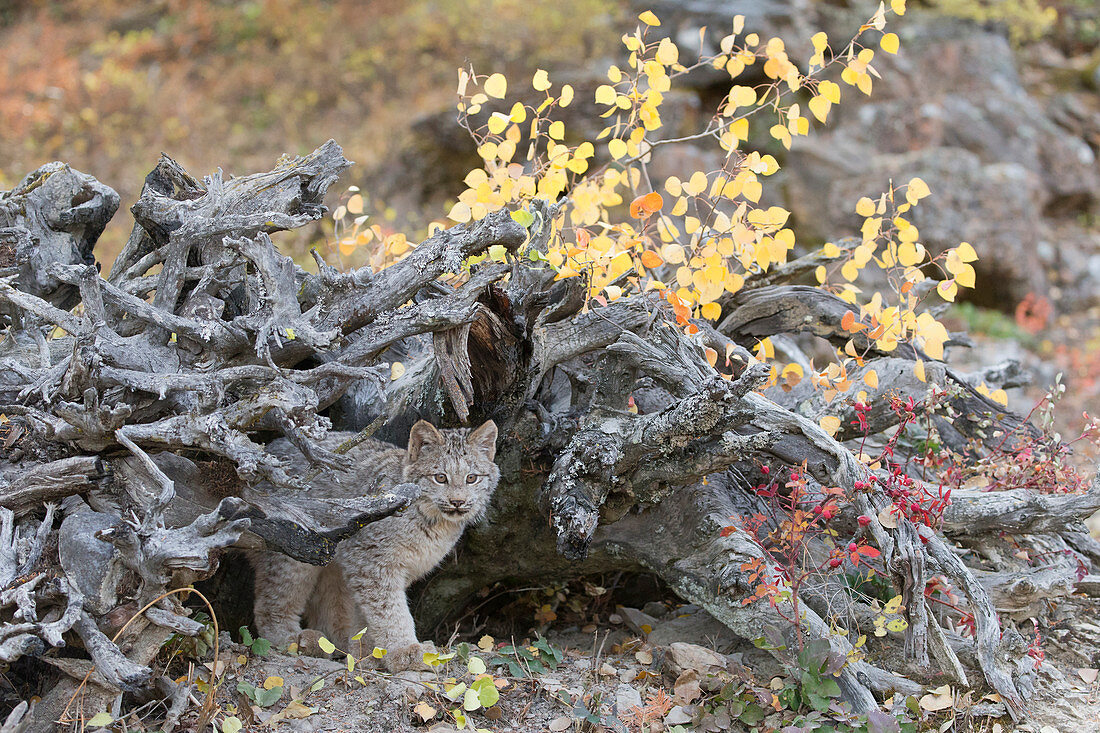 Kanadischer Luchs (Lynx canadensis), Jungtier, am Eingang zur Höhle unter umgestürztem Baum steht, Montana, USA, Oktober, kontrolliertes Subjekt