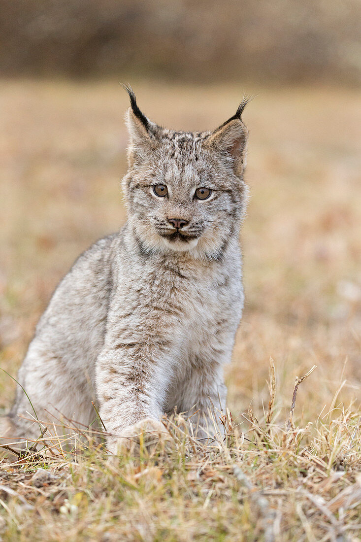 Canadian Lynx (Lynx canadensis) cub sitting on grassland, Montana, USA, October, controlled subject