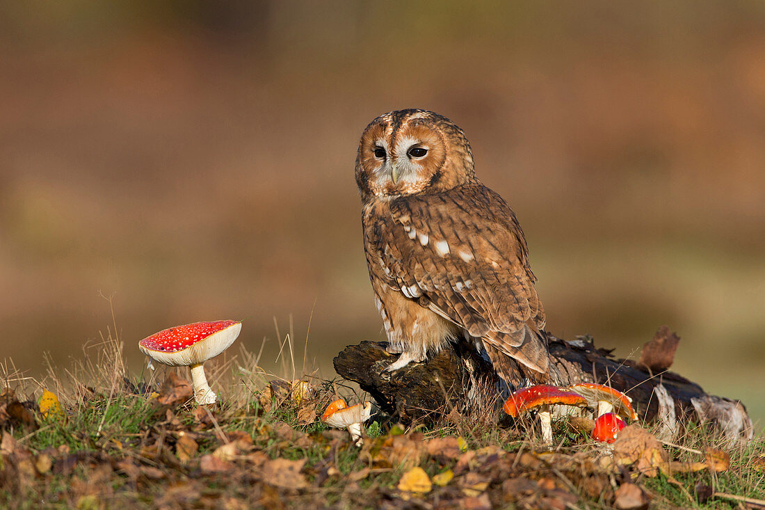 Tawny Owl (Strix aluco) adult perched on log with Fly Agaric (Amanita muscaria) fungi, Suffolk, England, November, controlled subject