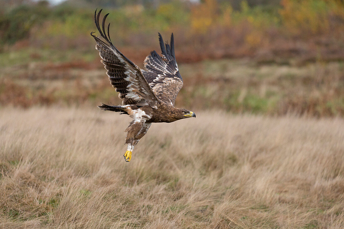 Steppenadler (Aquila nipalensis), Erwachsener, fliegt über Grasland, kontrolliertes Subjekt