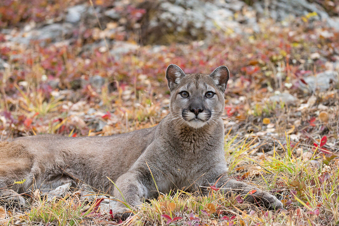 Puma (Felis concolor), erwachsenes Tier, sich ausruhend, Montana, USA, Oktober, kontrolliertes Subjekt