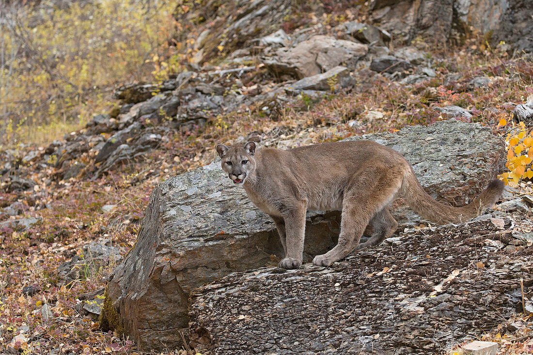 Puma (Felis concolor) adult standing on rock on mountain side, Montana, USA, October, controlled subject