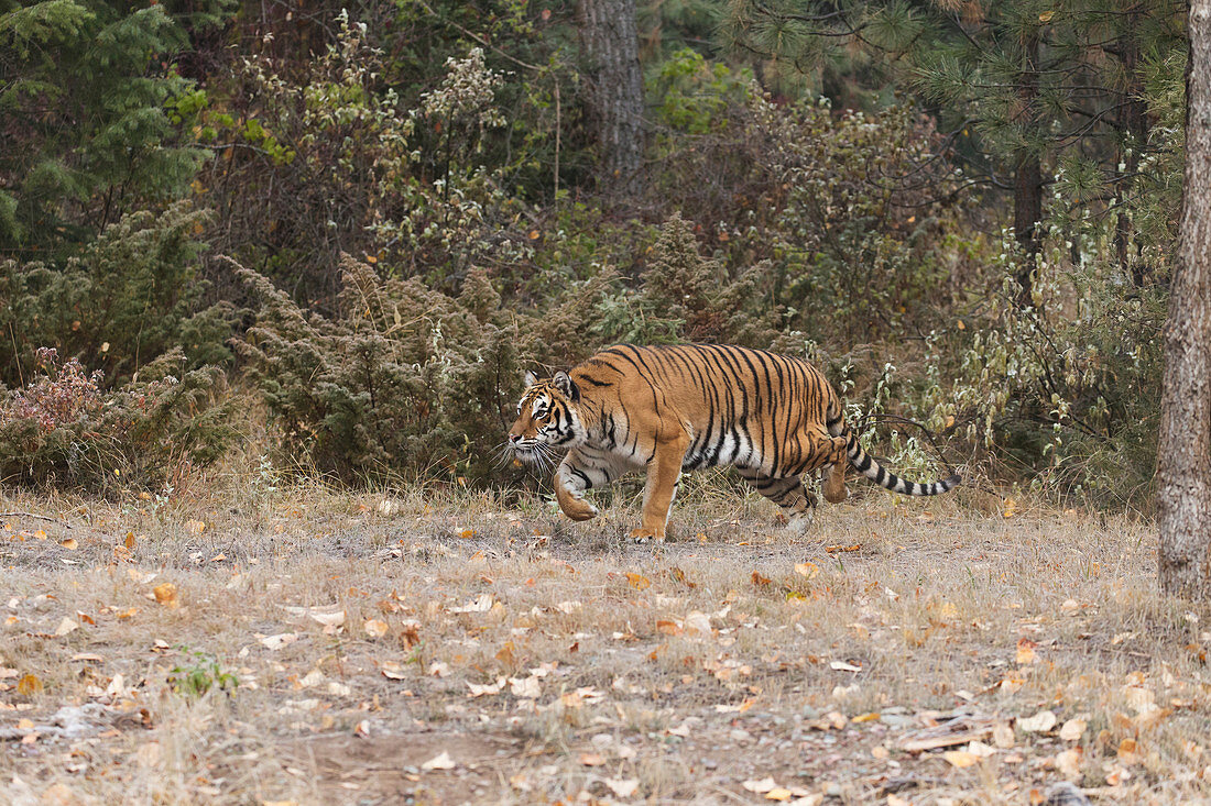 Sibirischer Tiger (Panthera tigris altaica) auf Jagd am Waldrand, kontrolliertes Subjekt