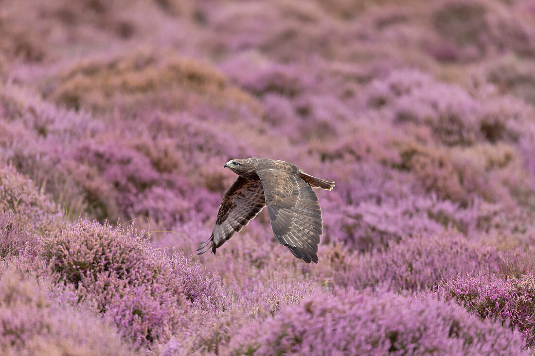 Mäusebussard (Buteo buteo), Männchen, fliegt über blühendes Heidekraut, Suffolk, England, August, kontrolliertes Subjekt
