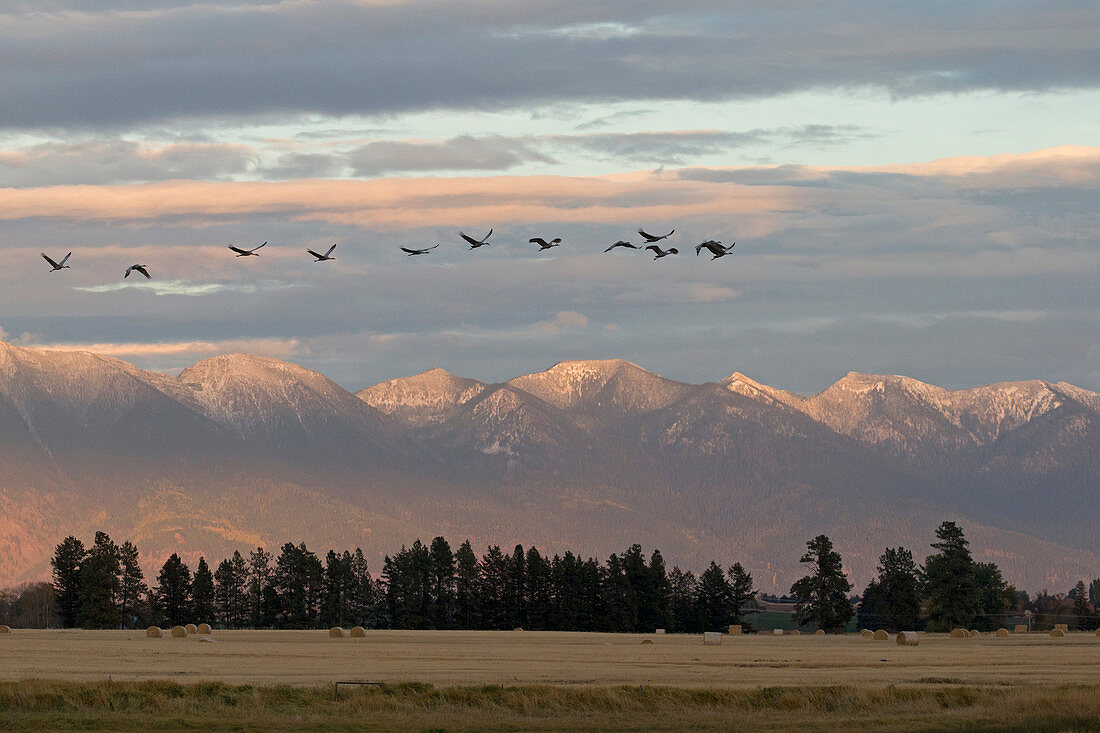 Sandhill Crane (Grus canadensis) flock flying with mountain backdrop, Kalispell, Montana, USA, October