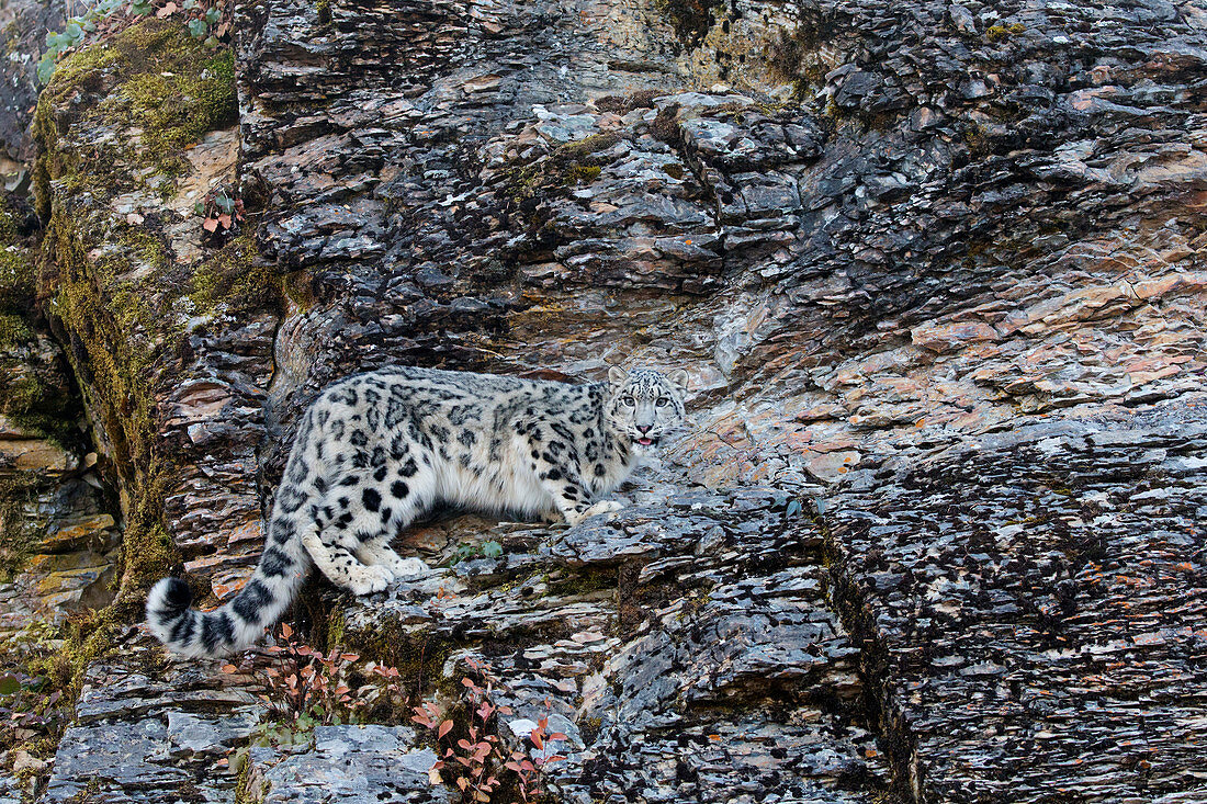 Snow Leopard (Panthera uncia) adult standing on rock face, controlled subject