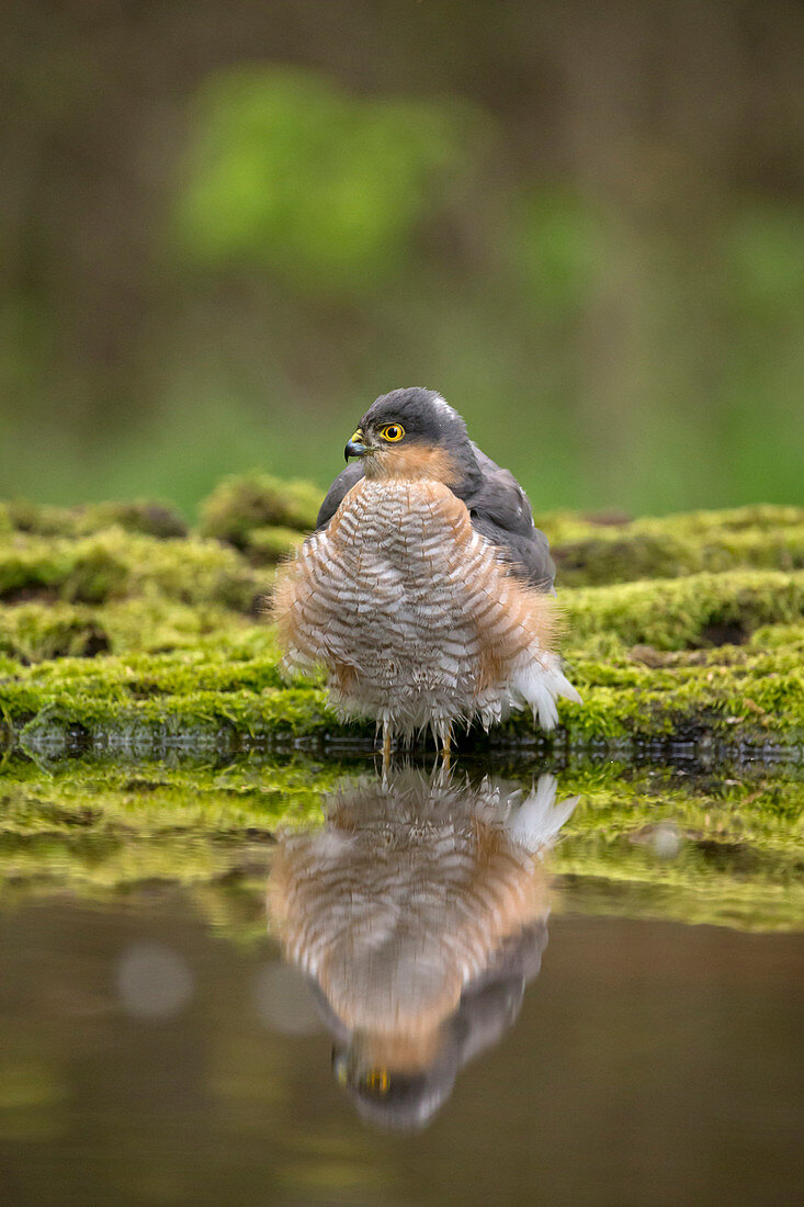 Eurasian Sparrowhawk (Accipiter nisus) adult male standing at waters edge, bathing, Debrecen, Hungary, May