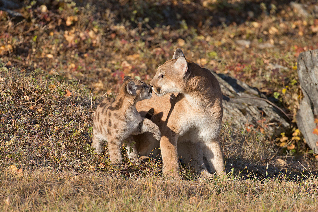 Puma (Felis concolor) Erwachsener und Jungtier berühren sich die Nasen, Montana, USA, Oktober, kontrolliertes Subjekt