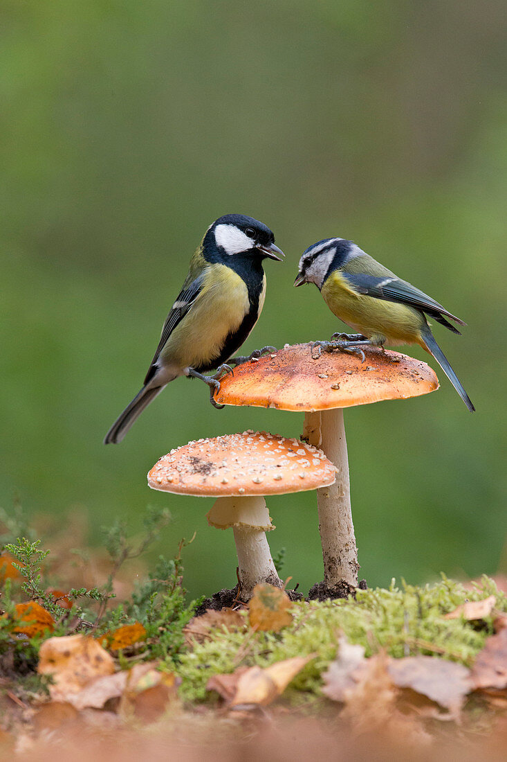 Blue Tit (Cyanistes caeruleus) adult and Great Tit (Parus major) adult male perched on Fly Agaric (Amanita muscaria) fungus, Suffolk, England, UK, October