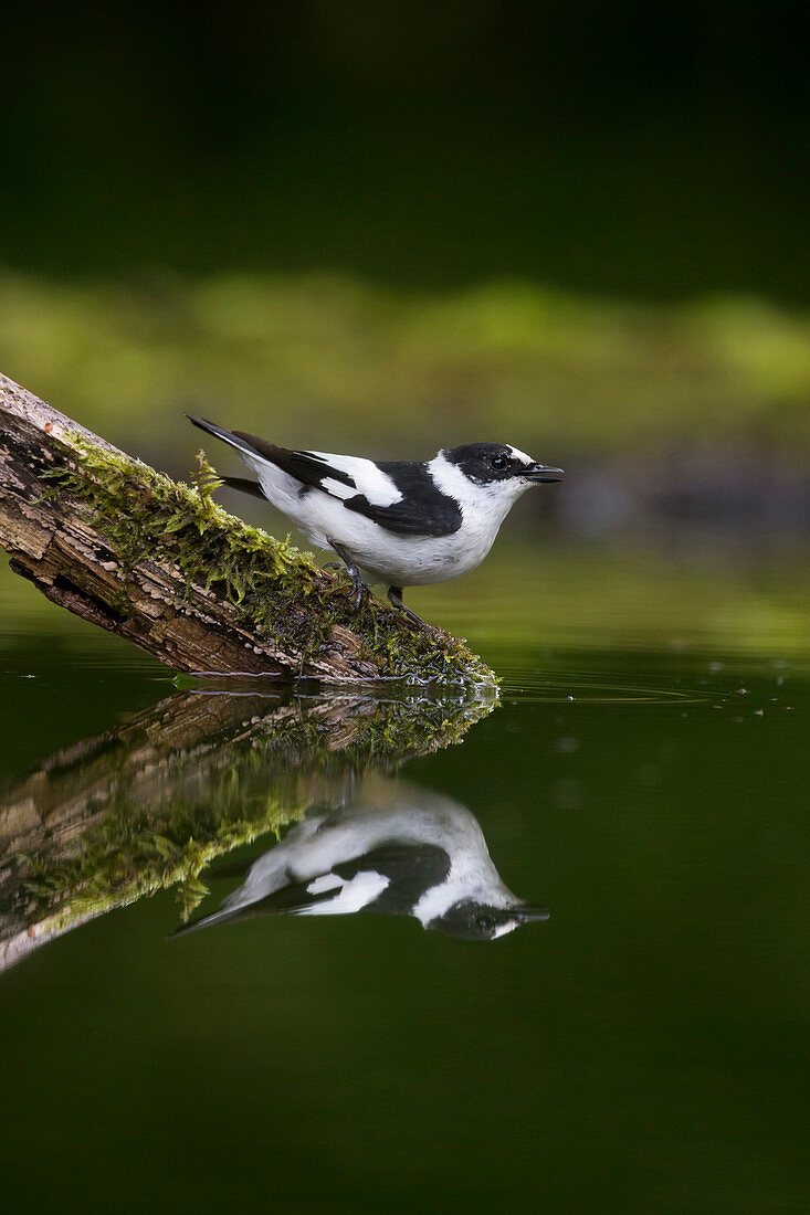 Halsbandschnäpper (Ficedula albicollis), Männchen, im Sommergefieder auf eienem Ast im Wasser trinkend, mit Spiegelbild, Debrecen, Ungarn, Mai