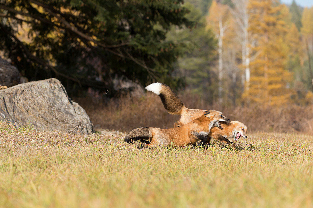 Red Fox (Vulpes vulpes) 2 adults fighting on woodland edge, Montana, USA, October, controlled subject
