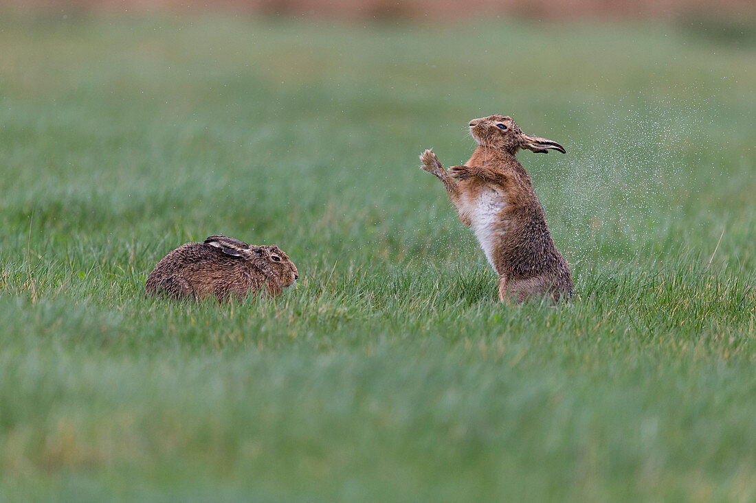 European Hare (Lepus europeaus) adult pair standing in grass field, male standing up to shake rain from body, Suffolk, England, March