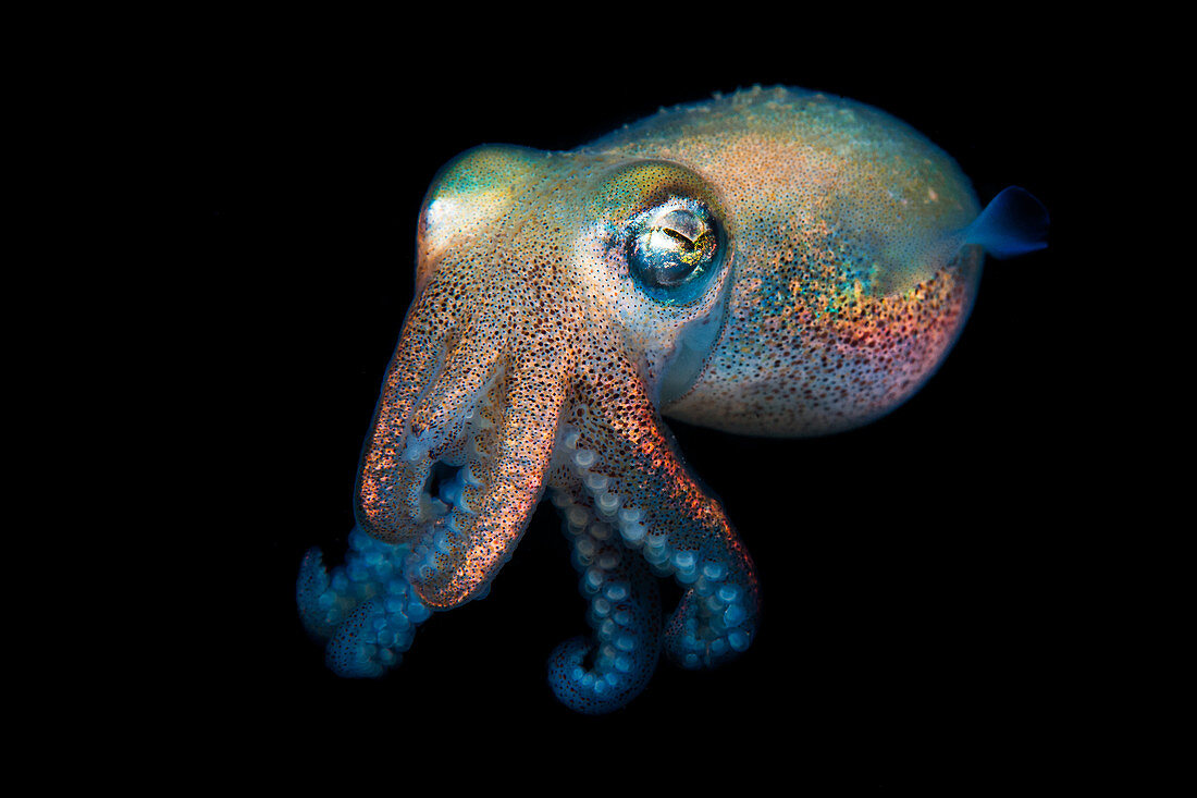 Stumpfer Tintenfisch (Rossia pacifica), Ostpazifik, Vancouver Island, Kanada