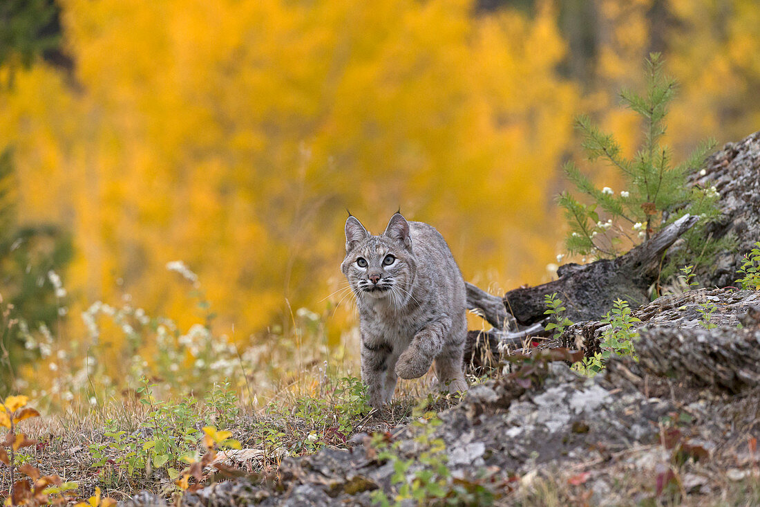 Bobcat (Lynx rufus) adult walking on mountain side with background of autumn colour, Montana, USA, Ocotber, controlled subject