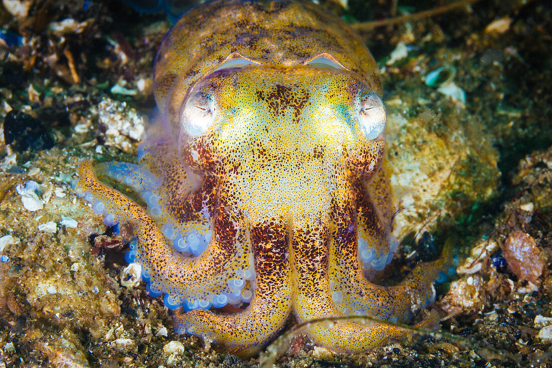Stubby Squid, Rossia pacifica, Eastern Pacific, Vancouver Island, Canada.