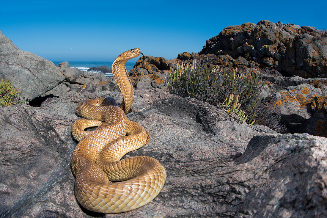 Kapkobra (Naja nivea) in Drohgähnen, Atlantikküste, Provinz Westkap, Südafrika