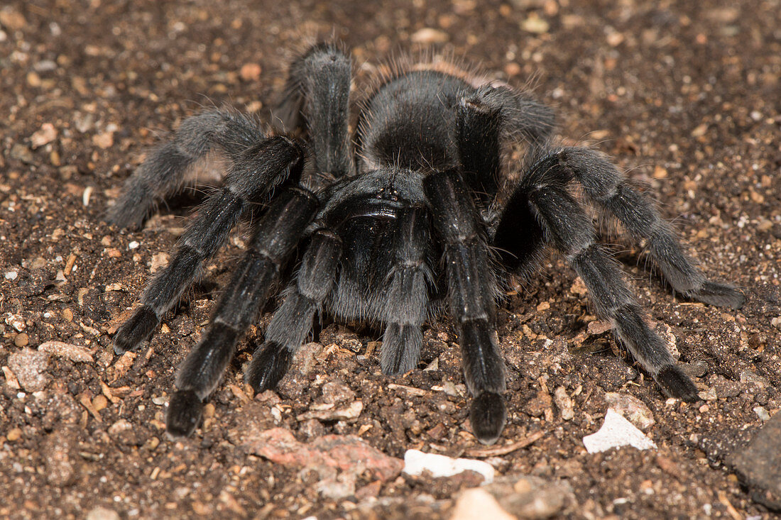Afrikanische Spinne (Harpactira atra), Atlantikküste, Provinz Westkap, Südafrika