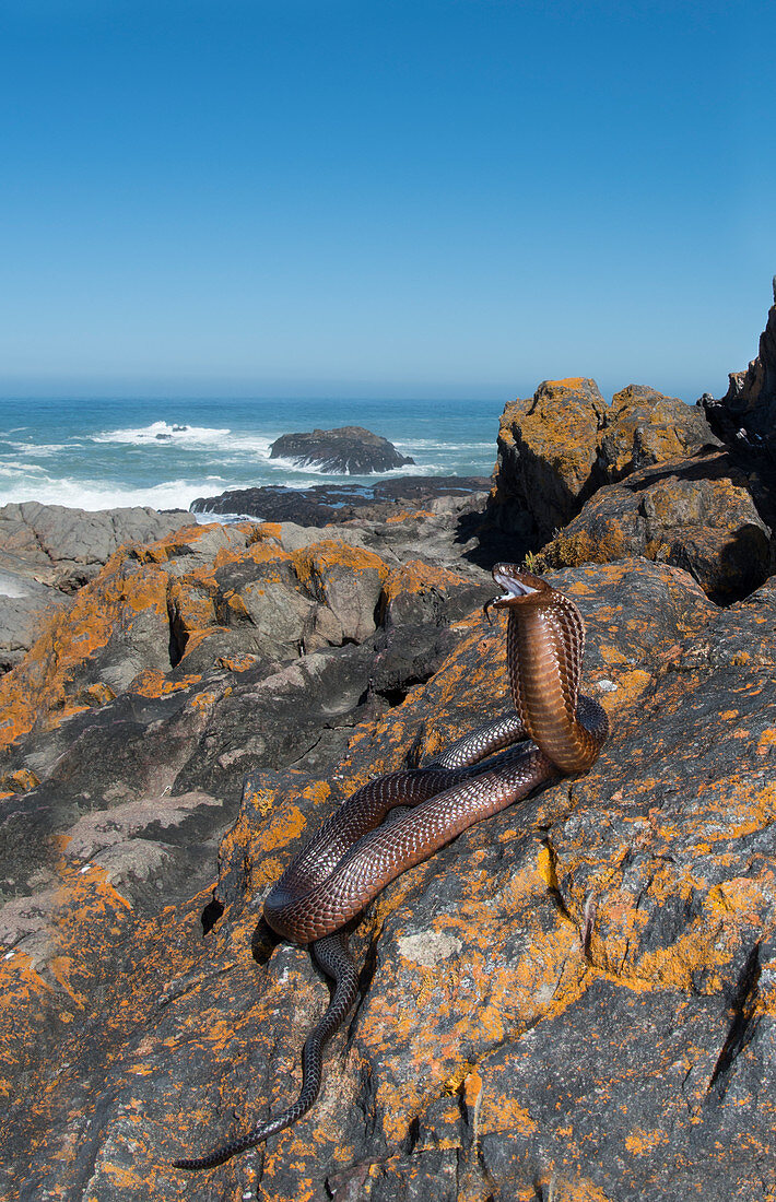 Kapkobra (Naja nivea) in Drohgähnen, Atlantikküste, Provinz Westkap, Südafrika