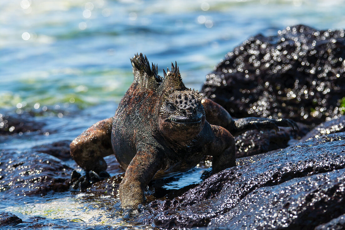 Meerechse (Amblyrhynchus cristatus), Insel Santa Cruz, Galapagos-Inseln, Ecuador