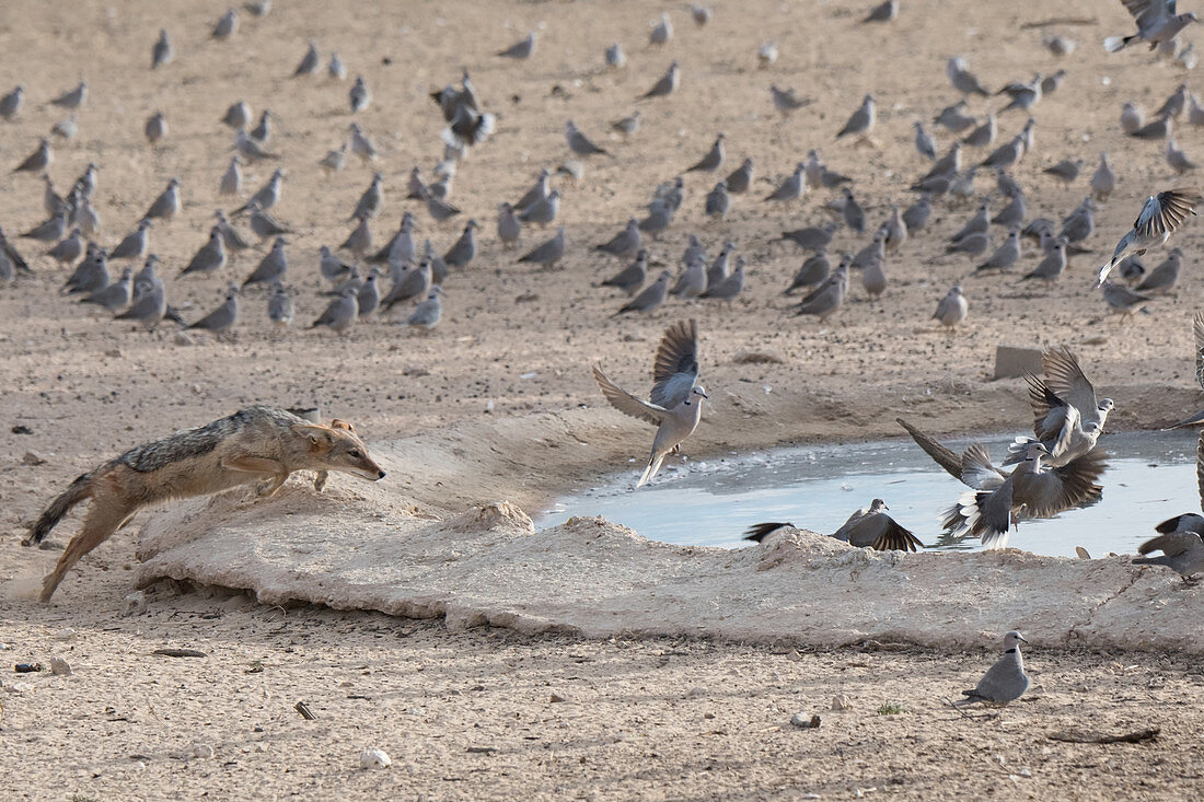 Schabrackenschakal (Canis Mesomelas), in der Nähe des Nossob-Camps im Kgalagadi-Transfrontier-Nationalpark, Südafrika