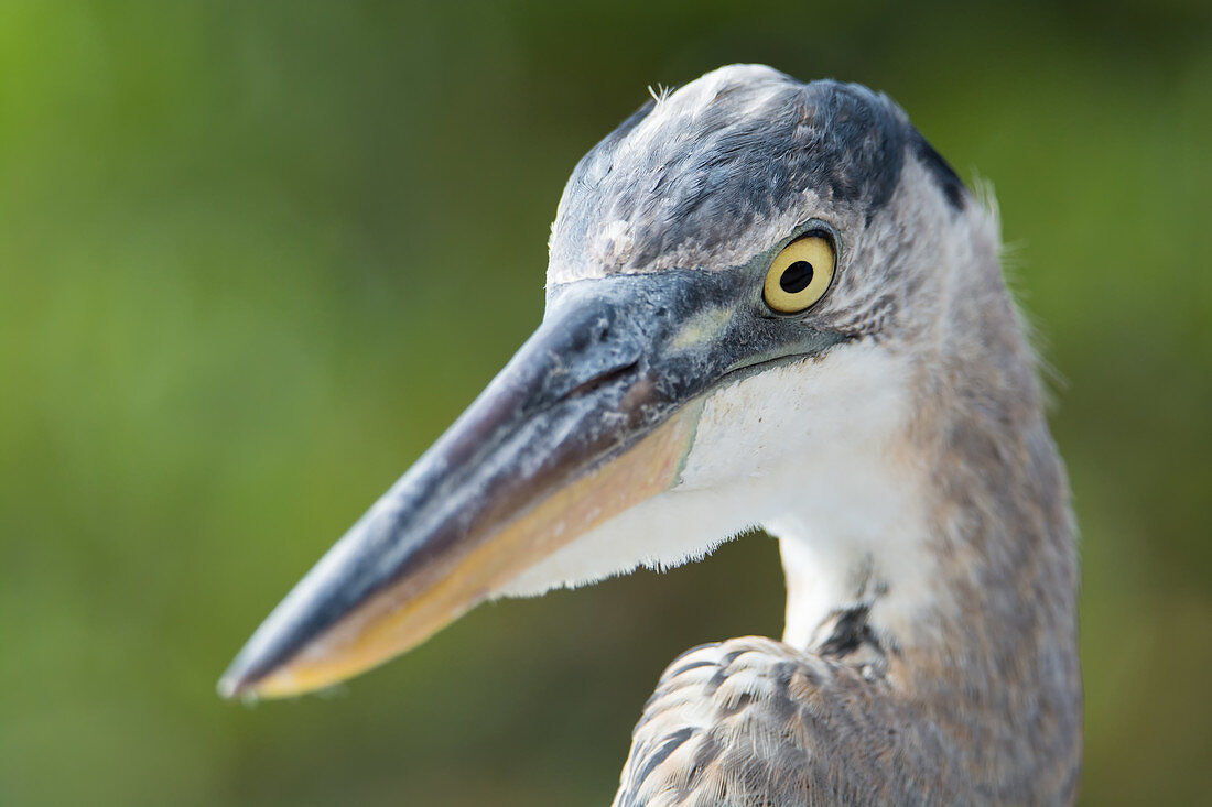 Graureiher (Ardea cinerea), Fischmarkt von Puerto Ayora, Insel Santa Cruz, Galapagos-Inseln, Ecuador