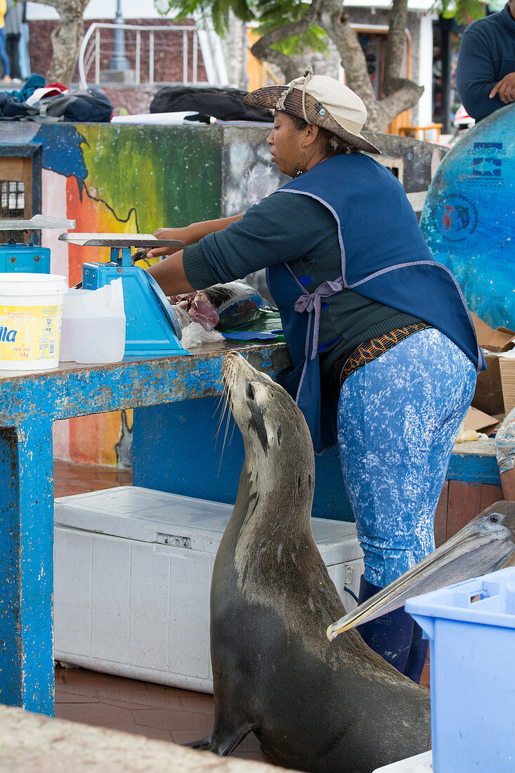 Galápagos-Seelöwe (Zalophus wollebaeki), Fischmarkt Puerto Ayora, Insel Santa Cruz, Galapagos-Inseln, Ecuador